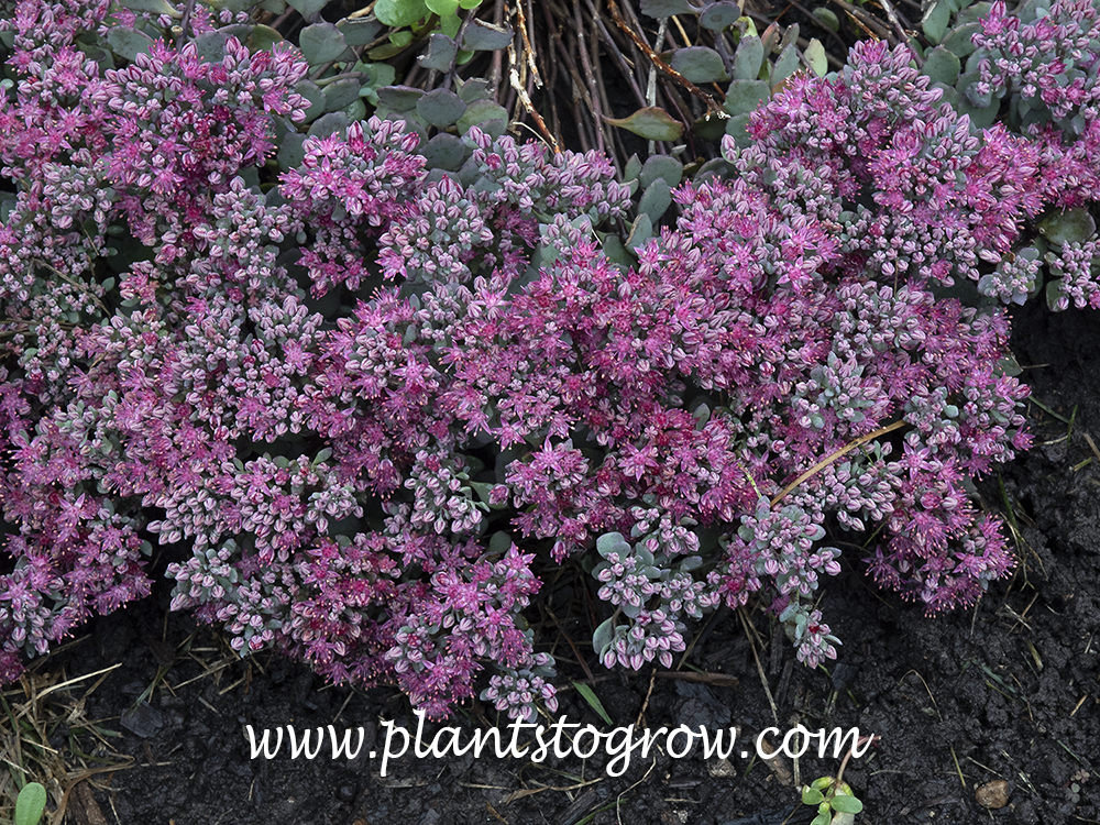 Sedum Blueberry Pie (Hylotelephium cauticola) 
Blooming end of September